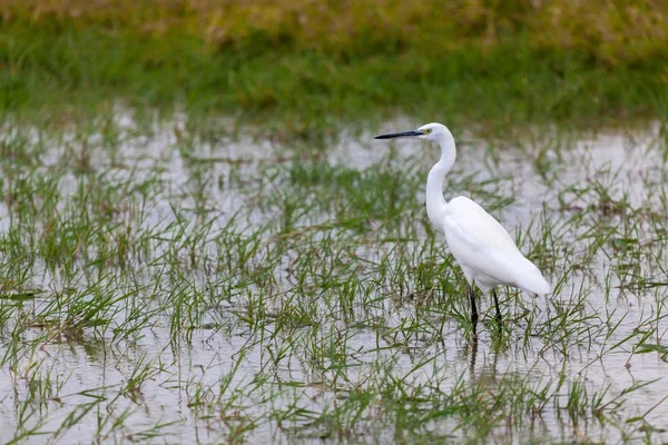 Pájaro blanco está parado en el agua, en un safari en Kenia —  Fotos de Stock