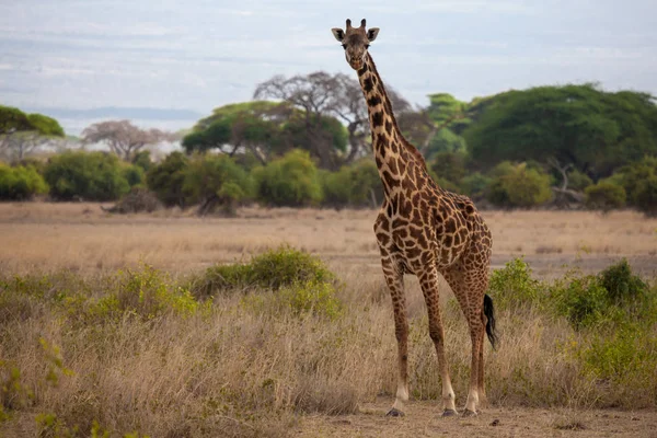 Girafe est debout et regarde dans la savane du Kenya — Photo