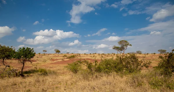 Paysage au Kenya, prairies avec quelques arbres et ciel bleu avec — Photo