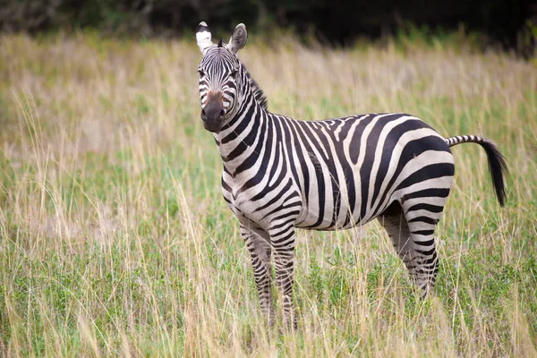 Kenya otlak Zebra ayakta