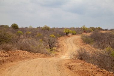 Kenya'nın sahne yolu
