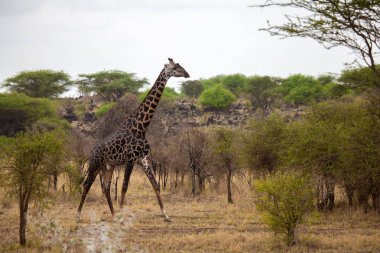 Zürafa Kenya'da safariye bush arasında yürüyor