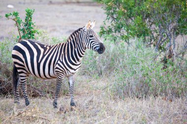 Zebra ayakta Kenya sahne