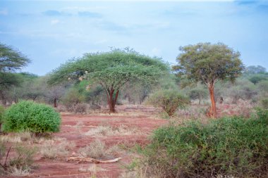 Bir sürü ağaç Kenya, safari, savana toplayan