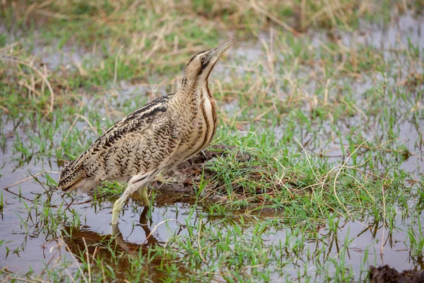 Μικρό πουλί στέκεται στο νερό, σαφάρι στην Κένυα — Φωτογραφία Αρχείου