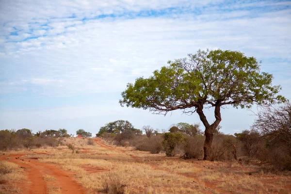 Grand arbre près du chemin de terre rouge dans le paysage du Kenya — Photo