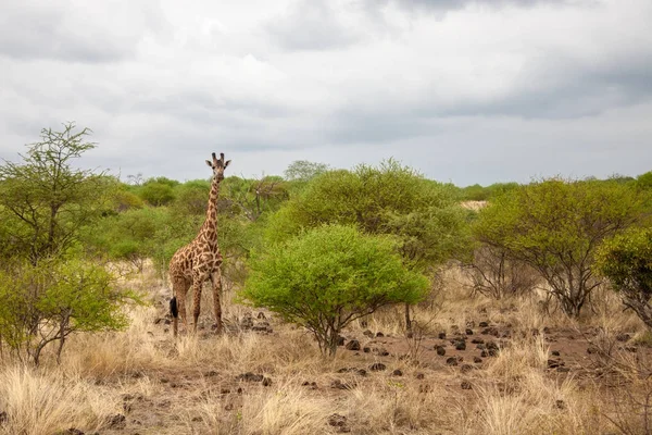 Zürafa Kenya, safari gezisi — Stok fotoğraf