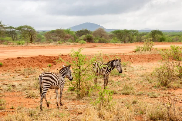 Zebras se afastando, paisagem do Quênia — Fotografia de Stock