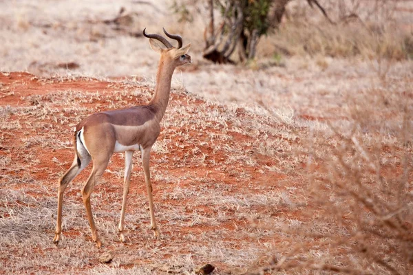 Antílope de pé e assistindo, paisagem do Quênia — Fotografia de Stock