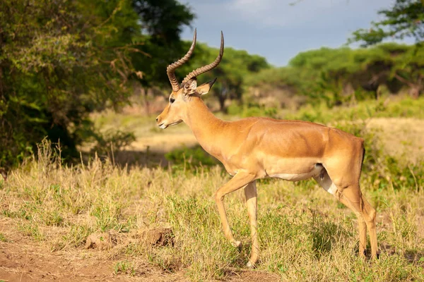 Um atelope está de pé, safari no Quênia — Fotografia de Stock
