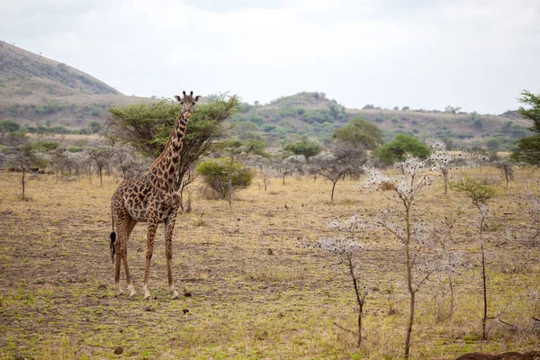 Giraffe is standing, Kenya on safari — Stock Photo, Image