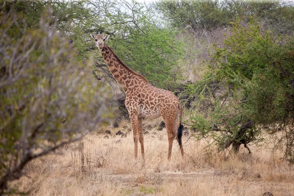 Giraffe standing in the trees and watching — Stock Photo, Image