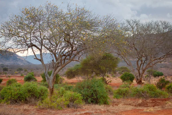 Paysage de l'Afrika, safari dans la savane au Kenya — Photo