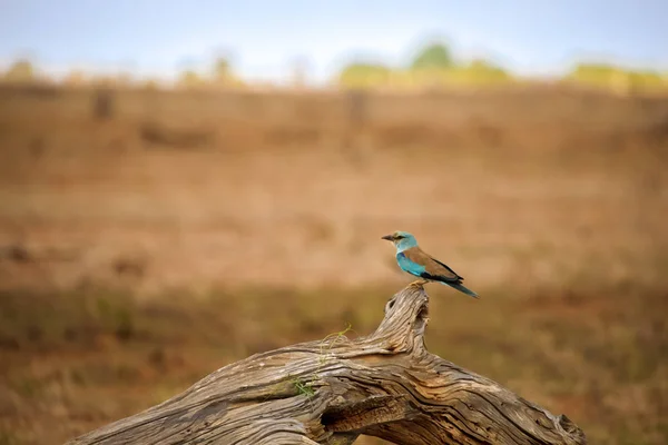 Πολύχρωμο πουλί στη σαβάνα της Κένυας — Φωτογραφία Αρχείου
