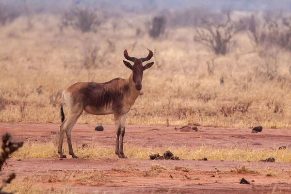 Antilope steht und beobachtet, auf Safari in Kenia — Stockfoto