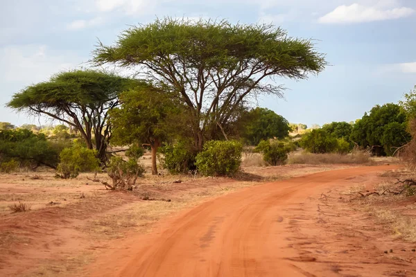 Paysage du Kenya, beaucoup de baobab par la route — Photo