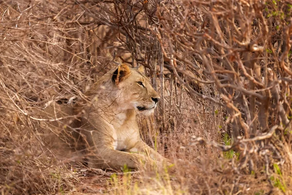 Leeuw ligt in de struiken, op safari in Kenia — Stockfoto