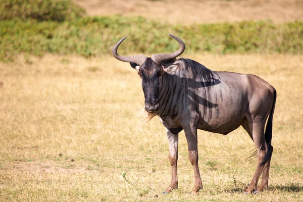 Антилопа стоячи в Саванна Кенії, Gnu — стокове фото