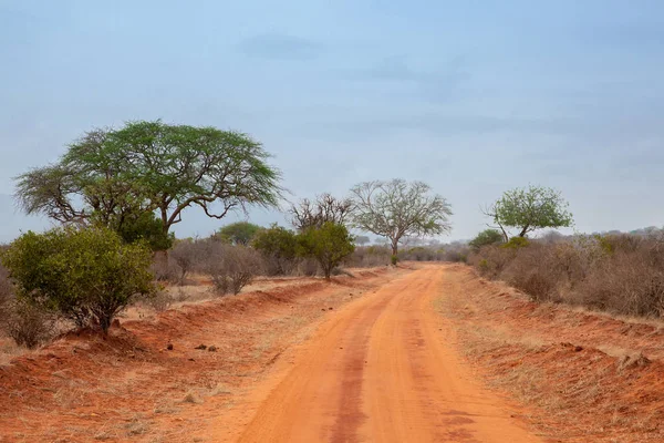 Paysage du Kenya, grands arbres sur la route — Photo