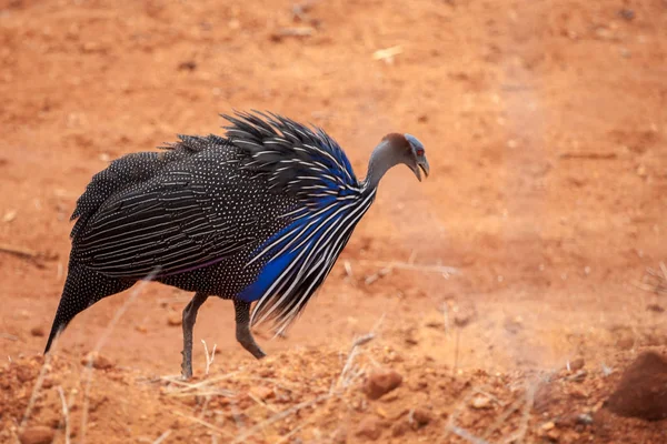Птица в саванне Кении, красная почва — стоковое фото