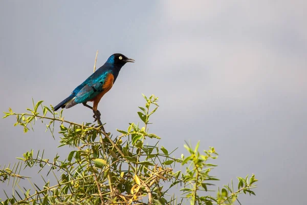 Färgglada fågel sitter på trädet, på safari i Kenya — Stockfoto