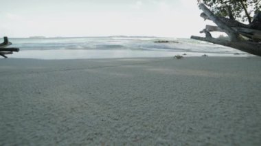 Sahilde yengeçler çalışan 