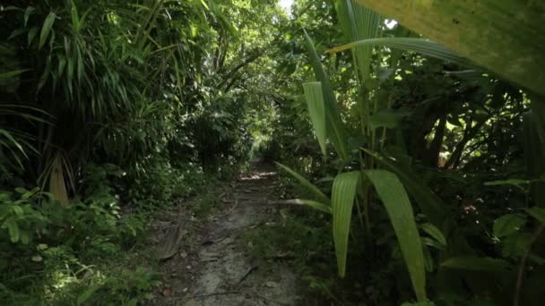 島のエキゾチックな植物 — ストック動画