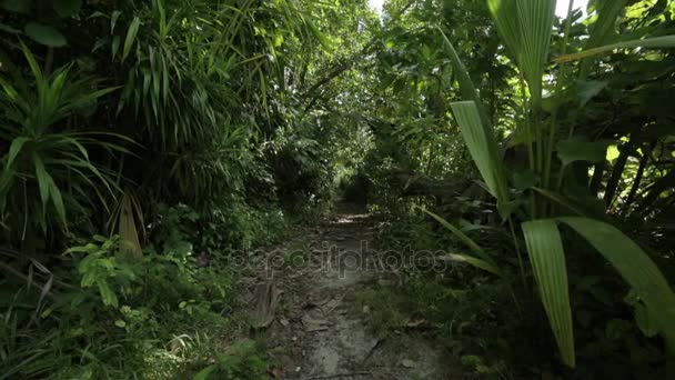 Muchas Plantas Verdes Jardín — Vídeo de stock