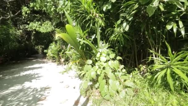 Chemin et beaucoup de plantes 