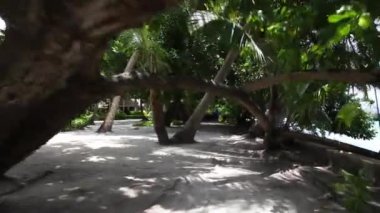 Bir sürü ağaç adada 