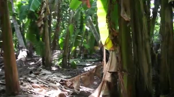 在丛林中漫步 — 图库视频影像