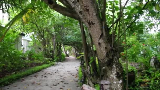 Pathway through the island with lot of plants — Stock Video