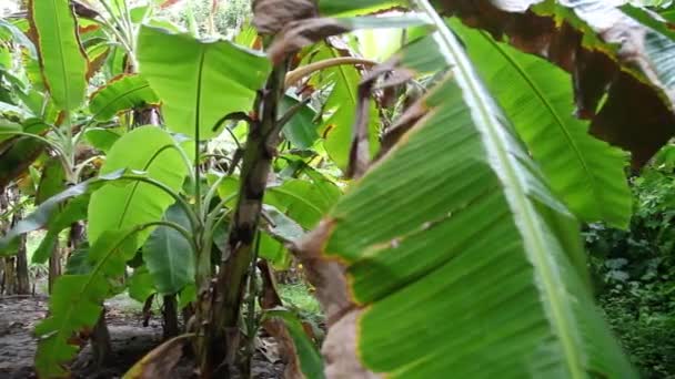 Egy csomó banán növények — Stock videók
