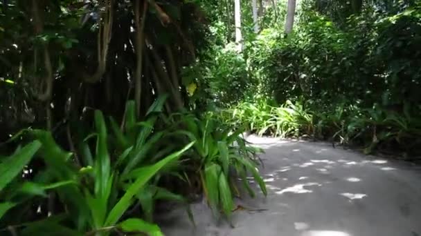 Une voie entre les plantes  