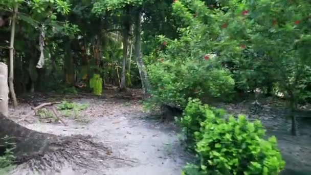 穿过丛林的小路 — 图库视频影像