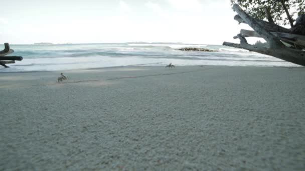 Pequeño Cangrejo Está Corriendo Playa — Vídeos de Stock