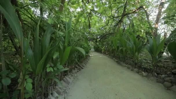 Chemin Entre Les Plantes — Video