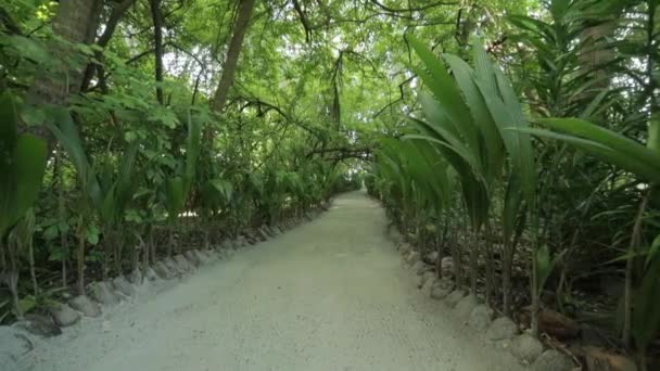 Caminho Ilha — Vídeo de Stock