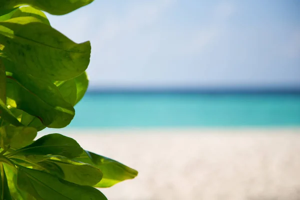 Зеленые Растения Перед Пляжем Лицензионные Стоковые Фото