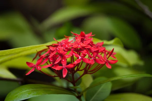 Flores Rojas Pequeñas Con Gotas Lluvia Hojas Verdes —  Fotos de Stock