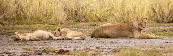 Algunos leones descansan, en un safari en Kenia —  Fotos de Stock