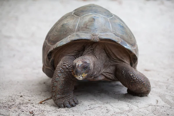 Eine große Schildkröte am Strand der Seychellen — Stockfoto