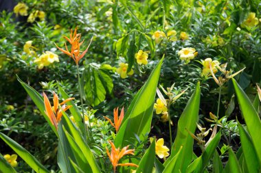 Yerel egzotik çiçekler çok renkli ve güzel 