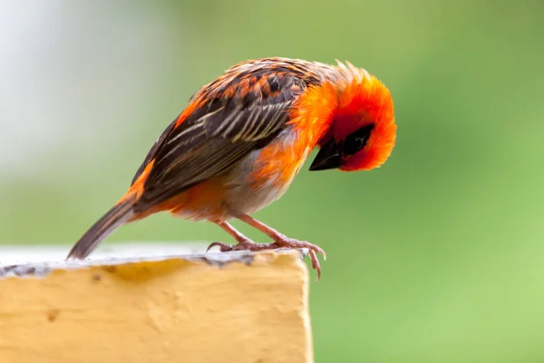 Ένα μικρό κόκκινο πουλί τοπικά στις Σεϋχέλλες — Φωτογραφία Αρχείου
