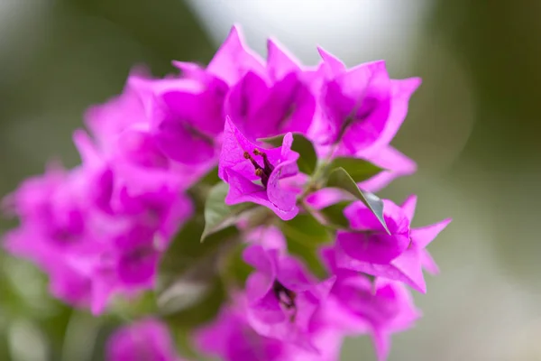 Lokale exotische Blumen sehr farbenfroh und schön — Stockfoto