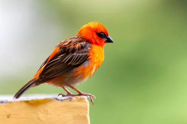 Um pequeno pássaro vermelho local nas Seychelles Imagem De Stock