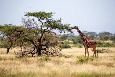 Somali zürafaları akasya ağaçlarının yapraklarını yerler.