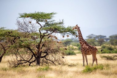 Somali zürafaları akasya ağaçlarının yapraklarını yerler.