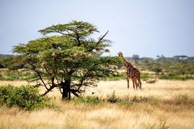 Somali zürafaları akasya ağaçlarının yapraklarını yerler.