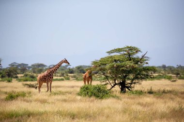 İki Somali zürafası akasya ağaçlarının yapraklarını yer.